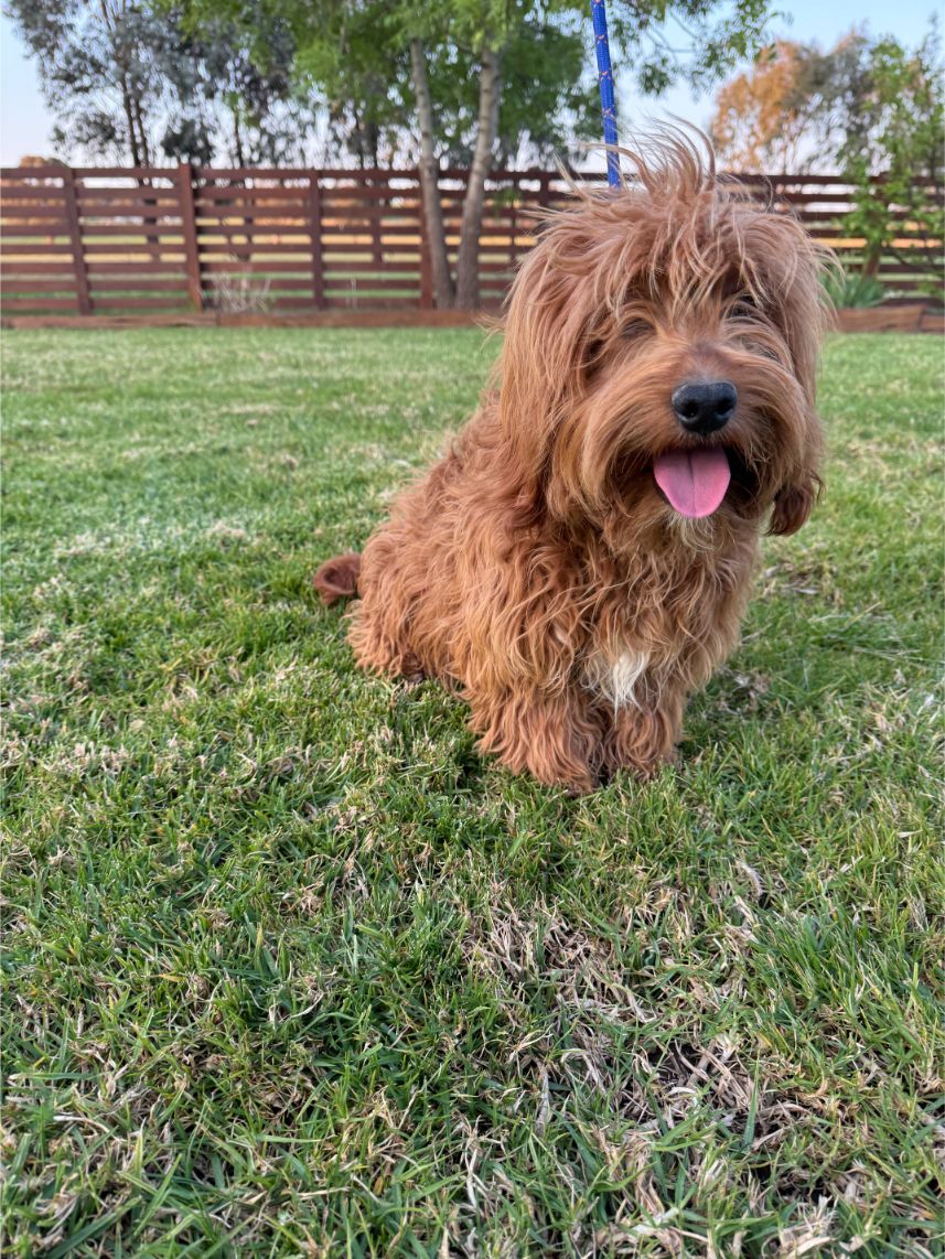 F1b Miniature Spoodle Girl 1 | Ameys Puppies
