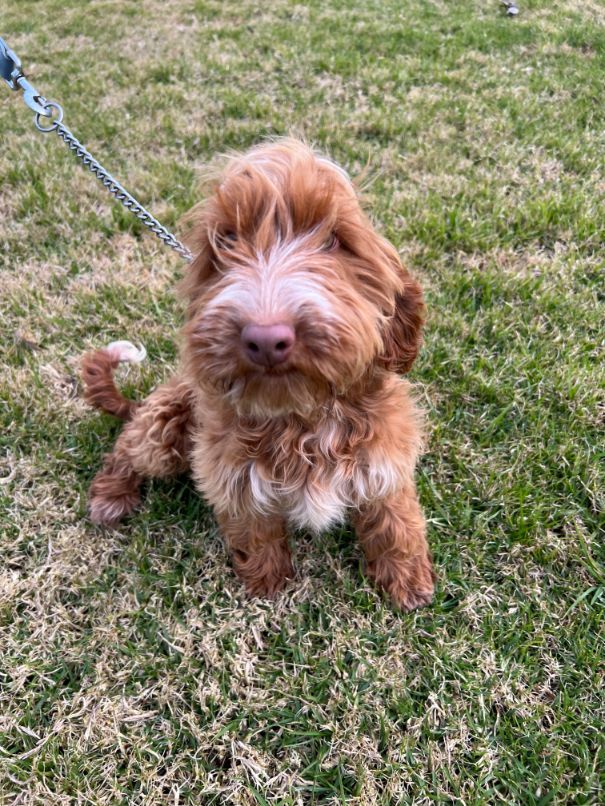 F1b Miniature Spoodle Girl 1 | Ameys Puppies