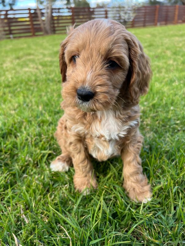 F1b Miniature Spoodle Girl 1 | Ameys Puppies