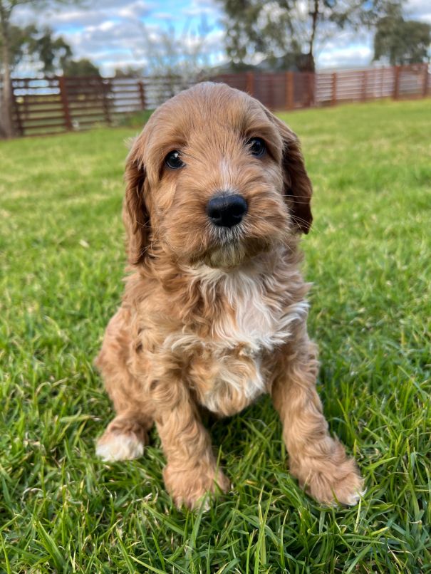F1b Miniature Spoodle Girl 1 | Ameys Puppies