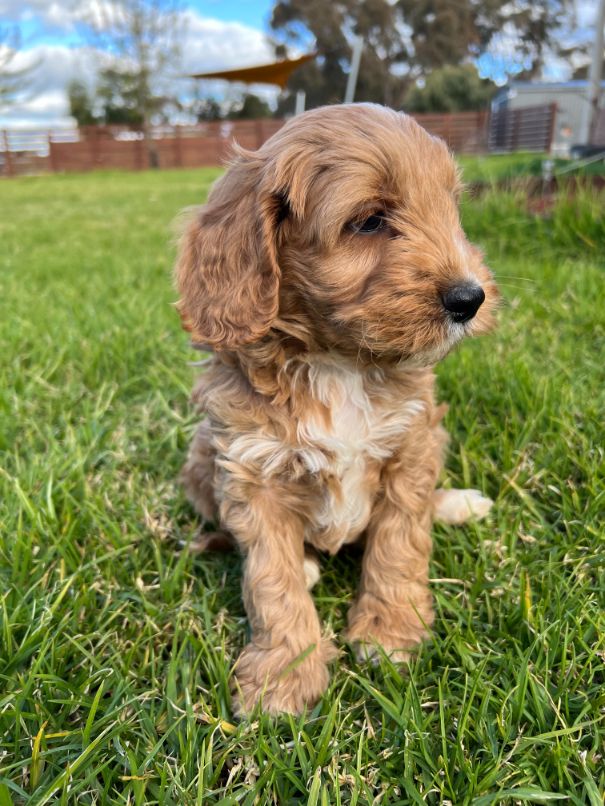 F1b Miniature Spoodle Girl 1 | Ameys Puppies
