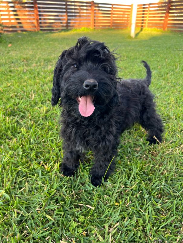 F1b Miniature Spoodle Girl 1 | Ameys Puppies