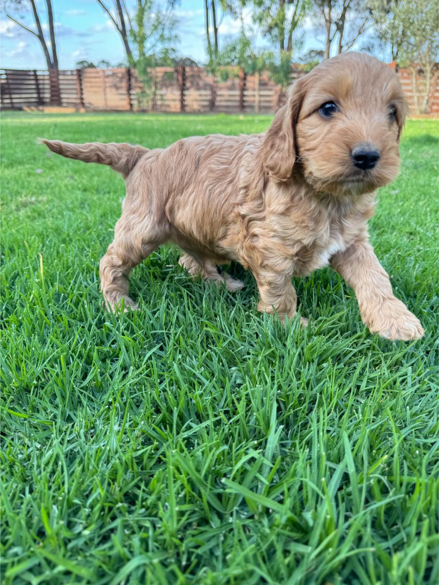 F1b Miniature Spoodle Girl 1 | Ameys Puppies