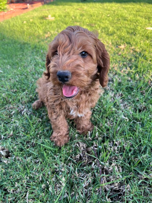 F1b Miniature Spoodle Girl 1 | Ameys Puppies