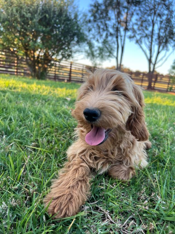 F1b Miniature Spoodle Girl 1 | Ameys Puppies