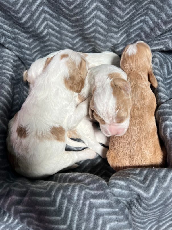 Mini Golden Retriever Pups For Sale Melbourne Amey's Puppies
