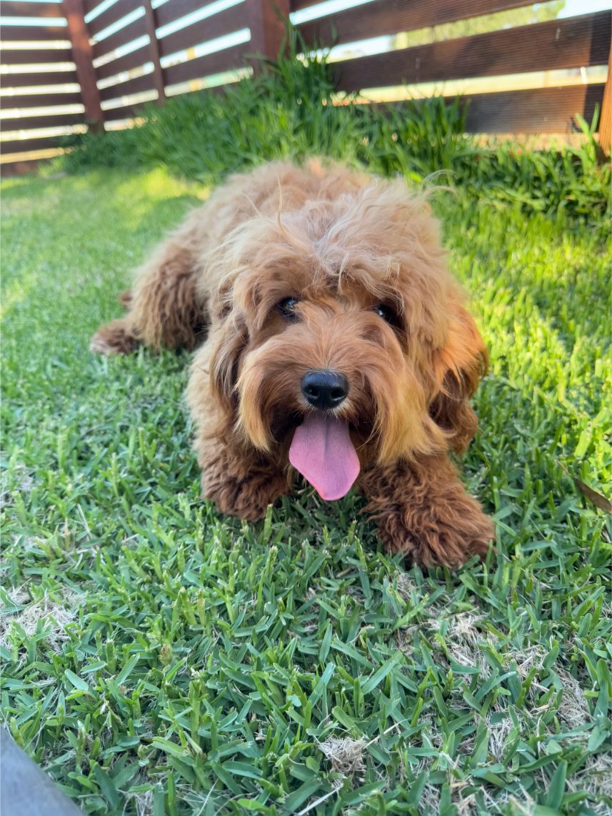cavoodle-puppies-7-domestic-animal-ameys-puppies