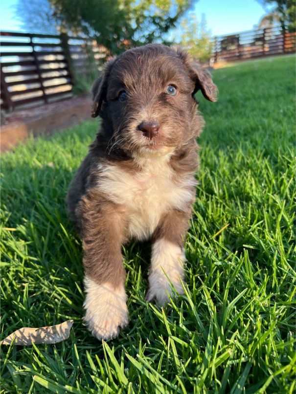 Ameys Puppies Animal Business Domestic Animal Business Victoria