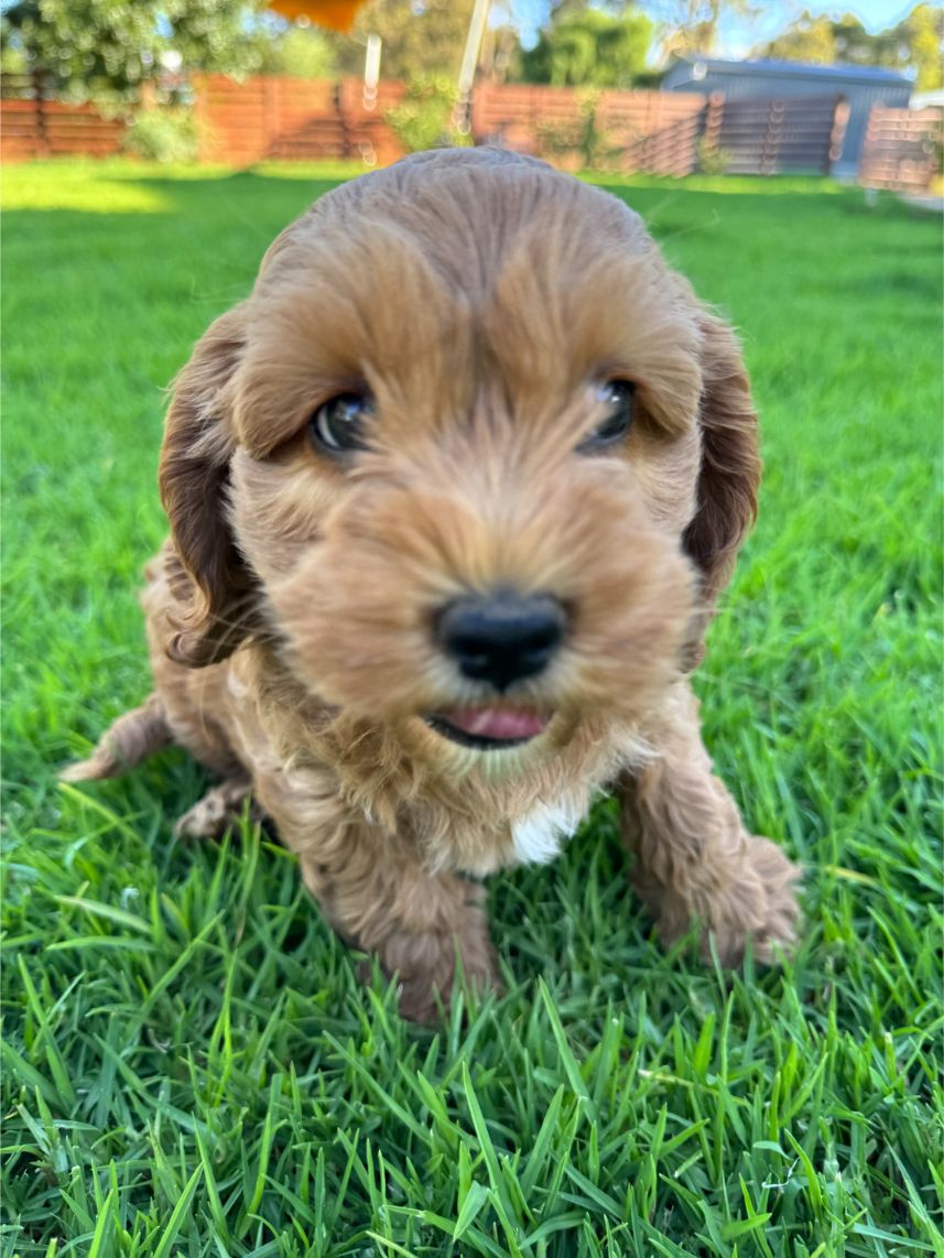 F1b Miniature Spoodle Girl 1 | Ameys Puppies