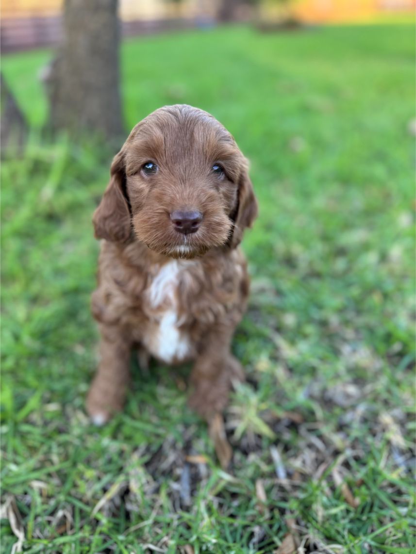 F1b Miniature Spoodle Girl 1 | Ameys Puppies