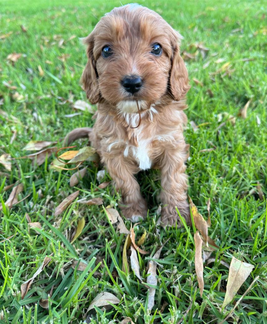 cavoodle-puppies-7-domestic-animal-ameys-puppies