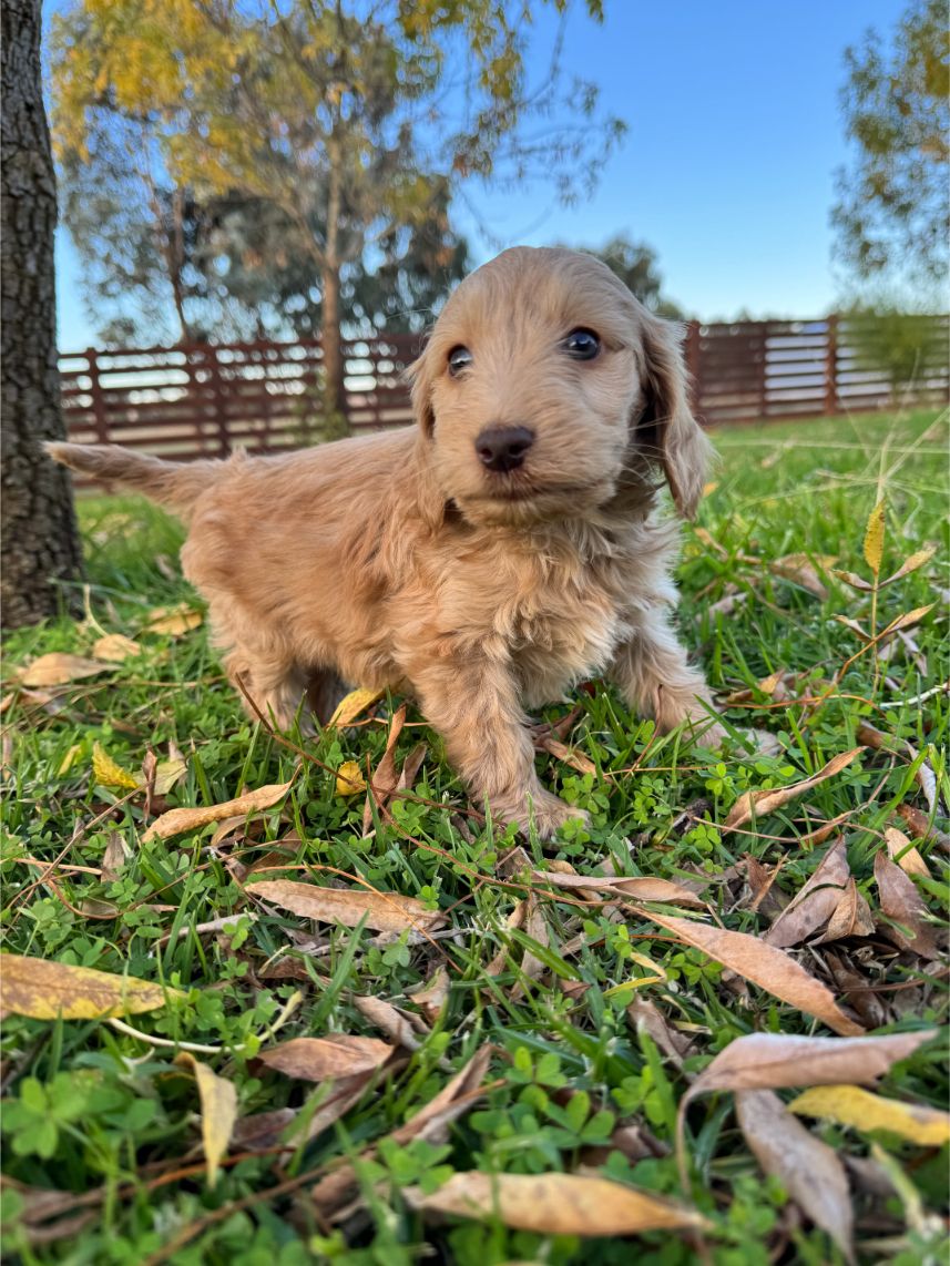 F1b Miniature Spoodle Girl 1 | Ameys Puppies