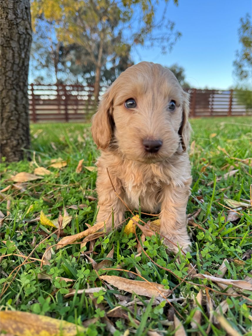 F1b Miniature Spoodle Girl 1 | Ameys Puppies