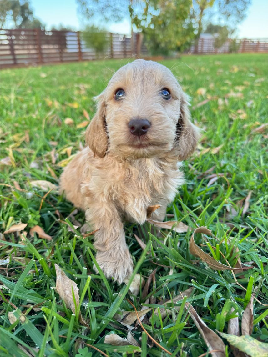 F1b Miniature Spoodle Girl 1 | Ameys Puppies