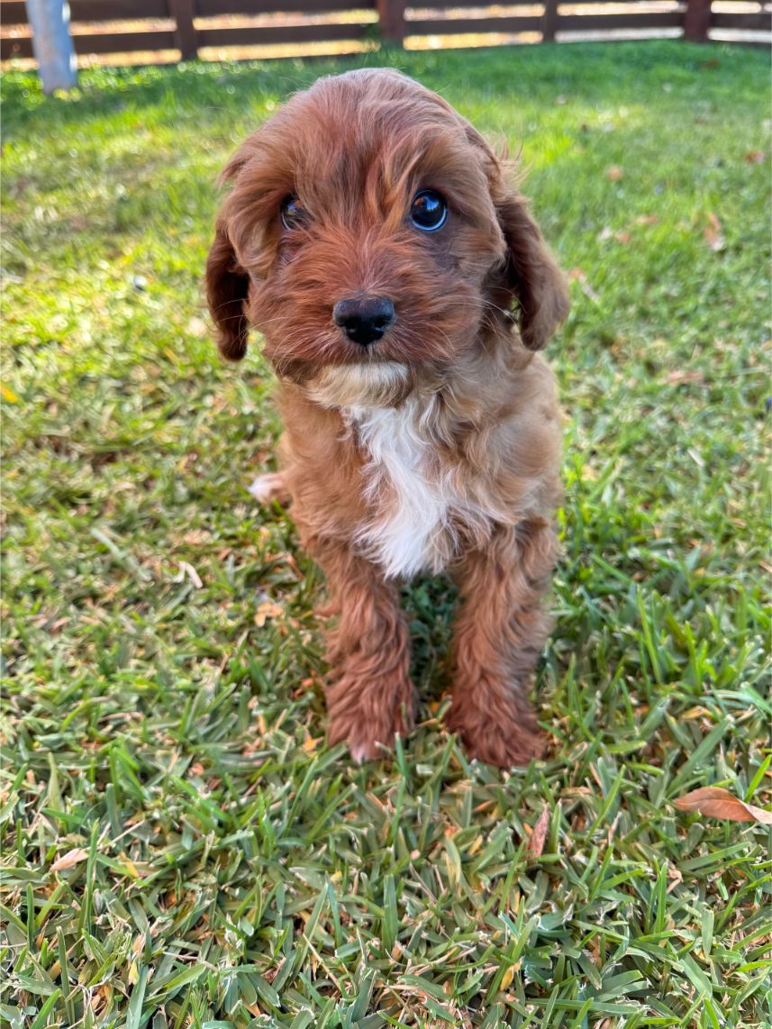 cavoodle-puppies-7-domestic-animal-ameys-puppies