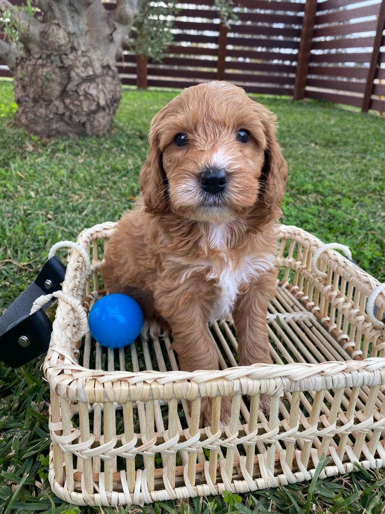 Ameys Puppies Groodle Puppies Groodle Puppies Victoria