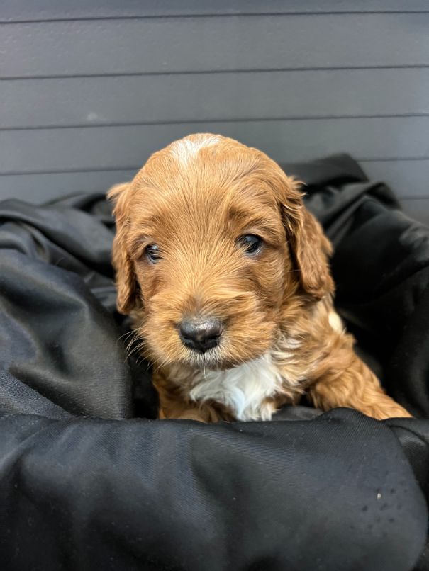 F1b Miniature Spoodle Girl 1 | Ameys Puppies