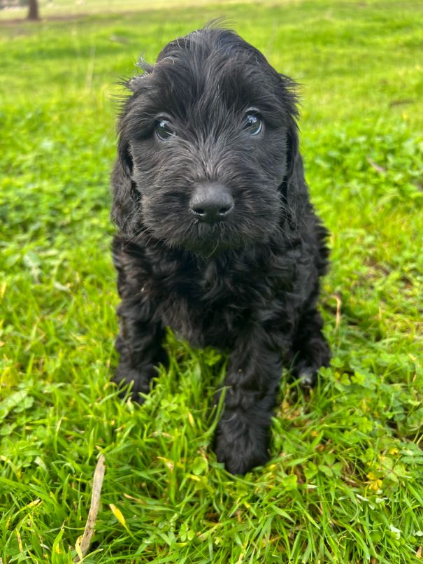 F1b Miniature Spoodle Girl 1 | Ameys Puppies