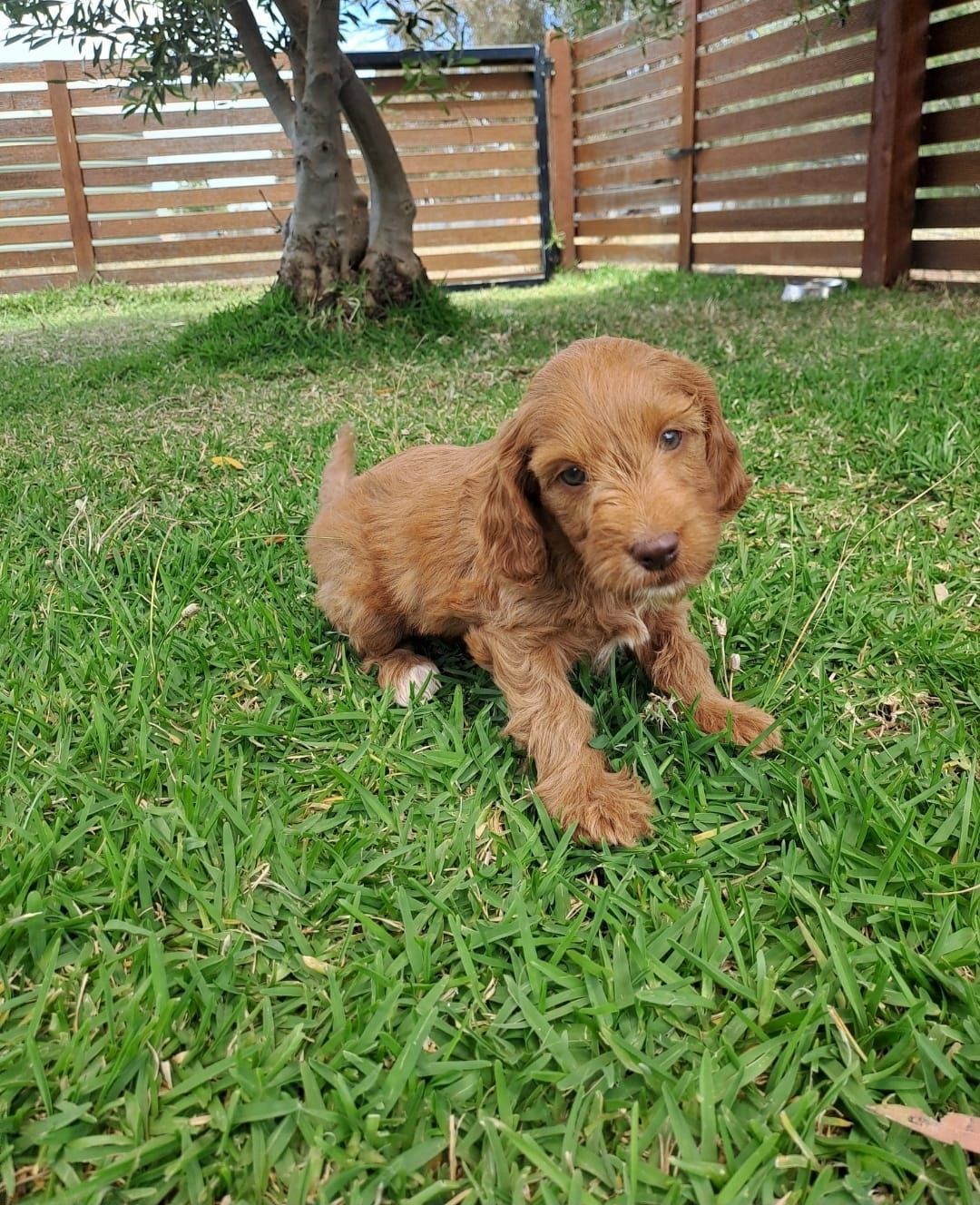 F1b Miniature Spoodle Girl 1 | Ameys Puppies