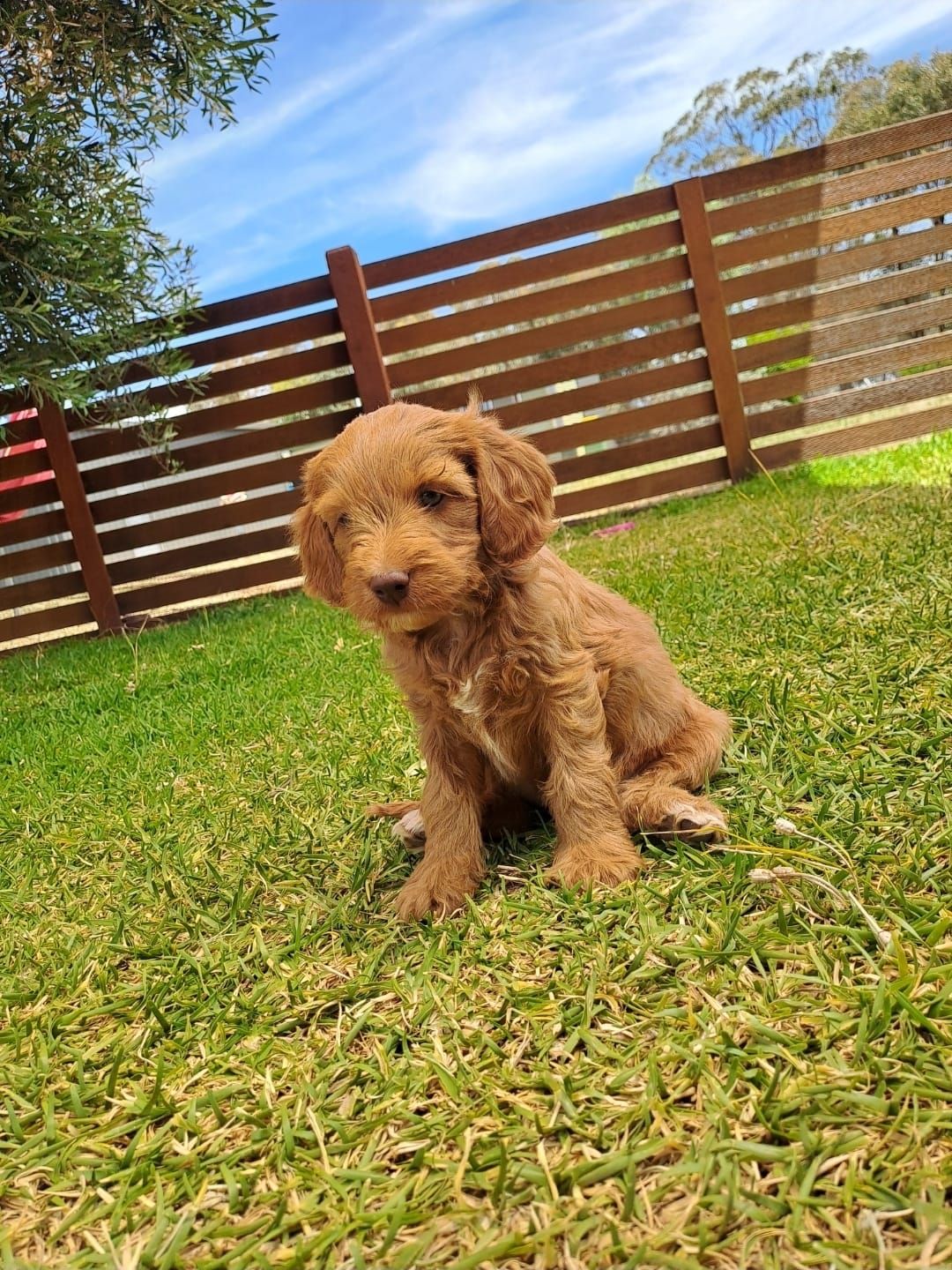 F1b Miniature Spoodle Girl 1 | Ameys Puppies
