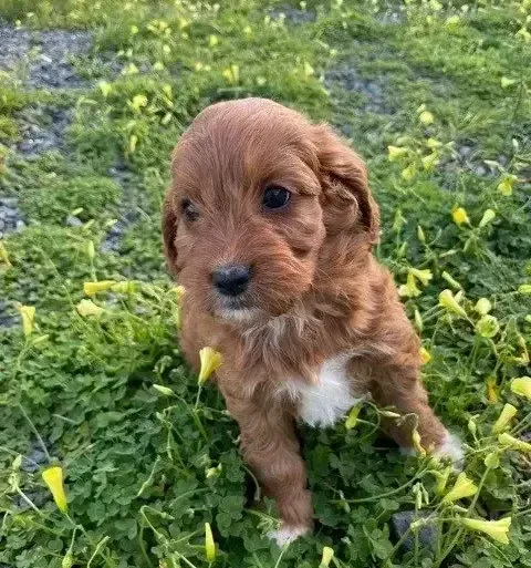 Cavoodle Puppies for Sale Melbourne