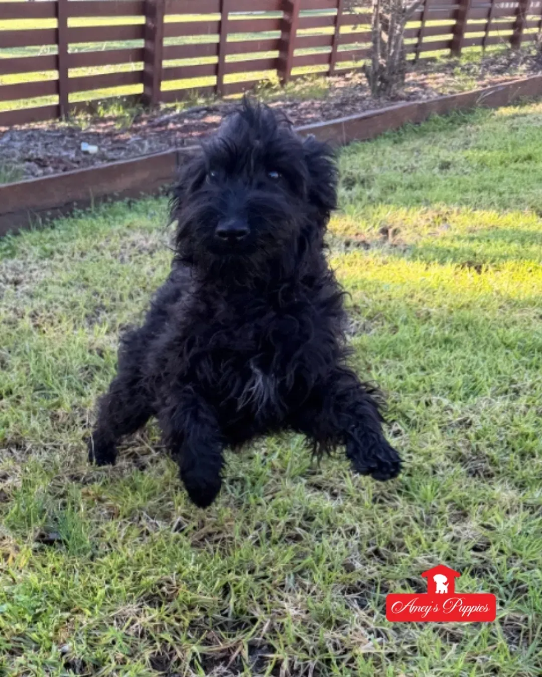 F1 Schnoodle Girl 4964