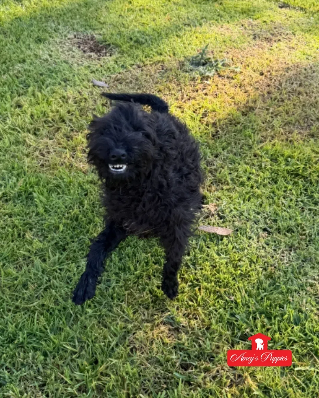 Schnoodle