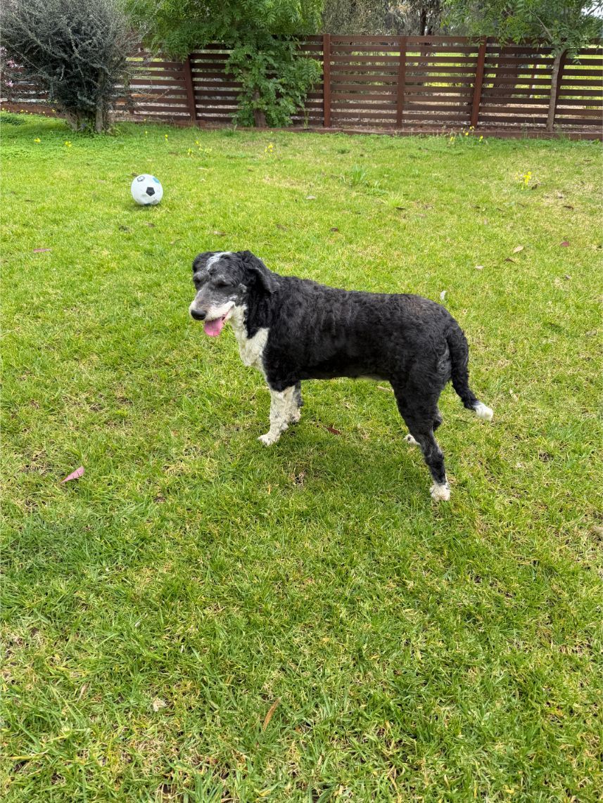 Sheepadoodle