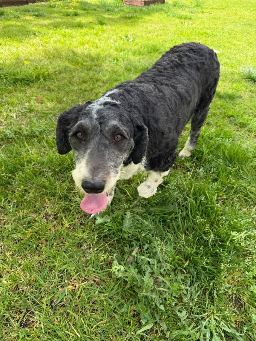 Sheepadoodle