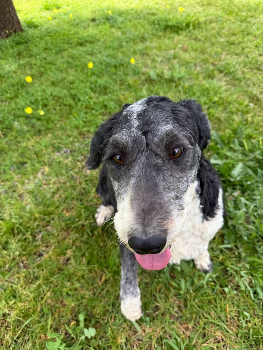 Sheepadoodle