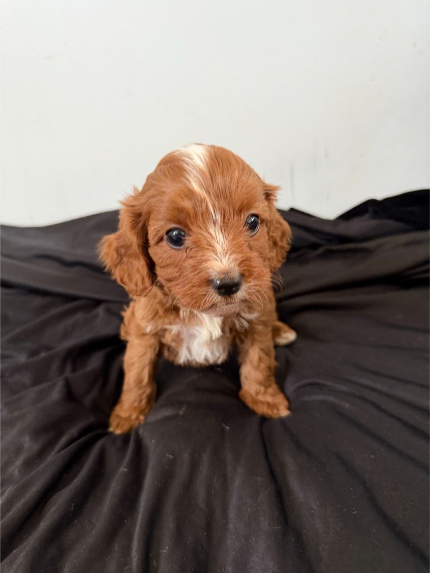 F1 Miniature Cavoodle Girl 0897