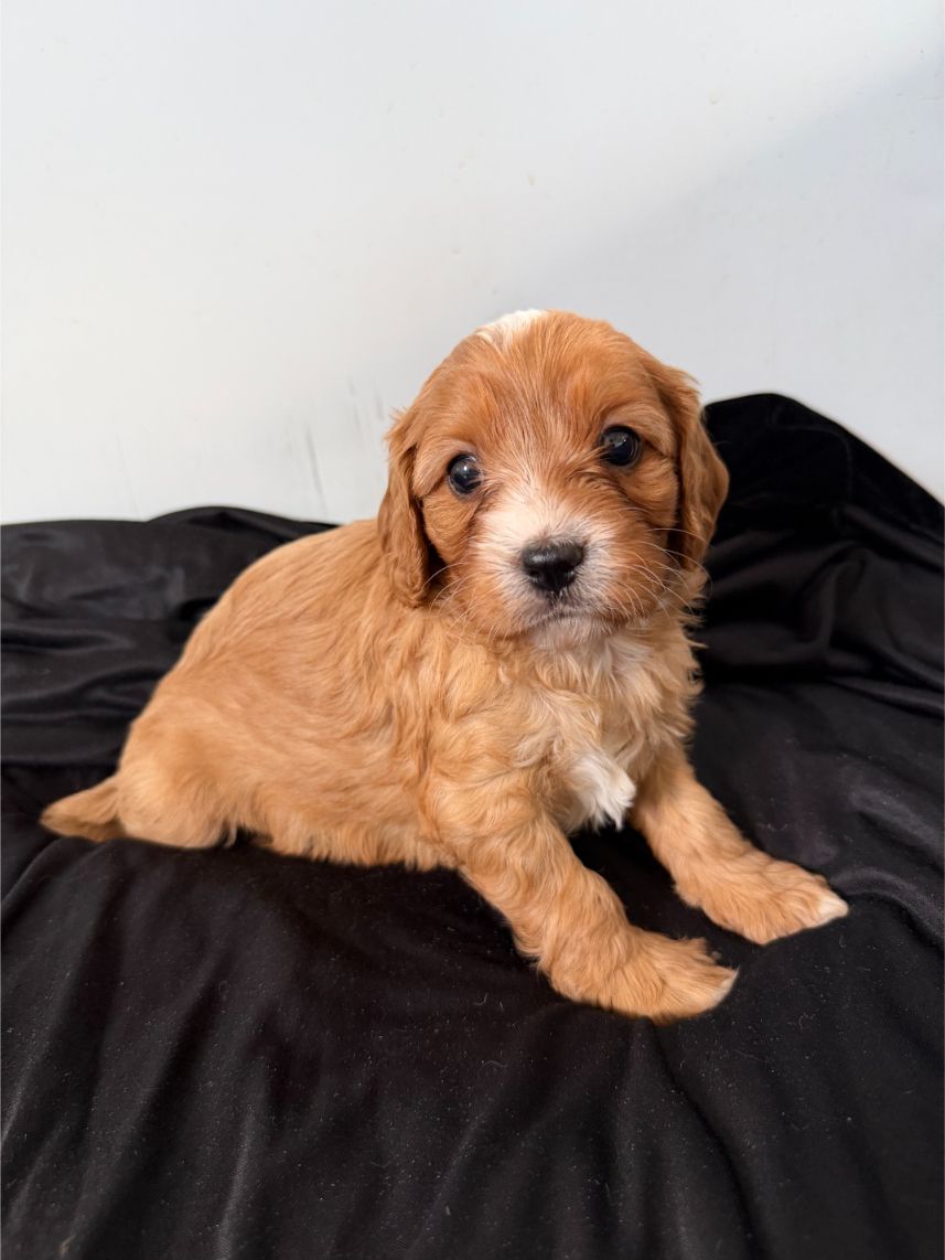 F1 Miniature Cavoodle Girl 5896