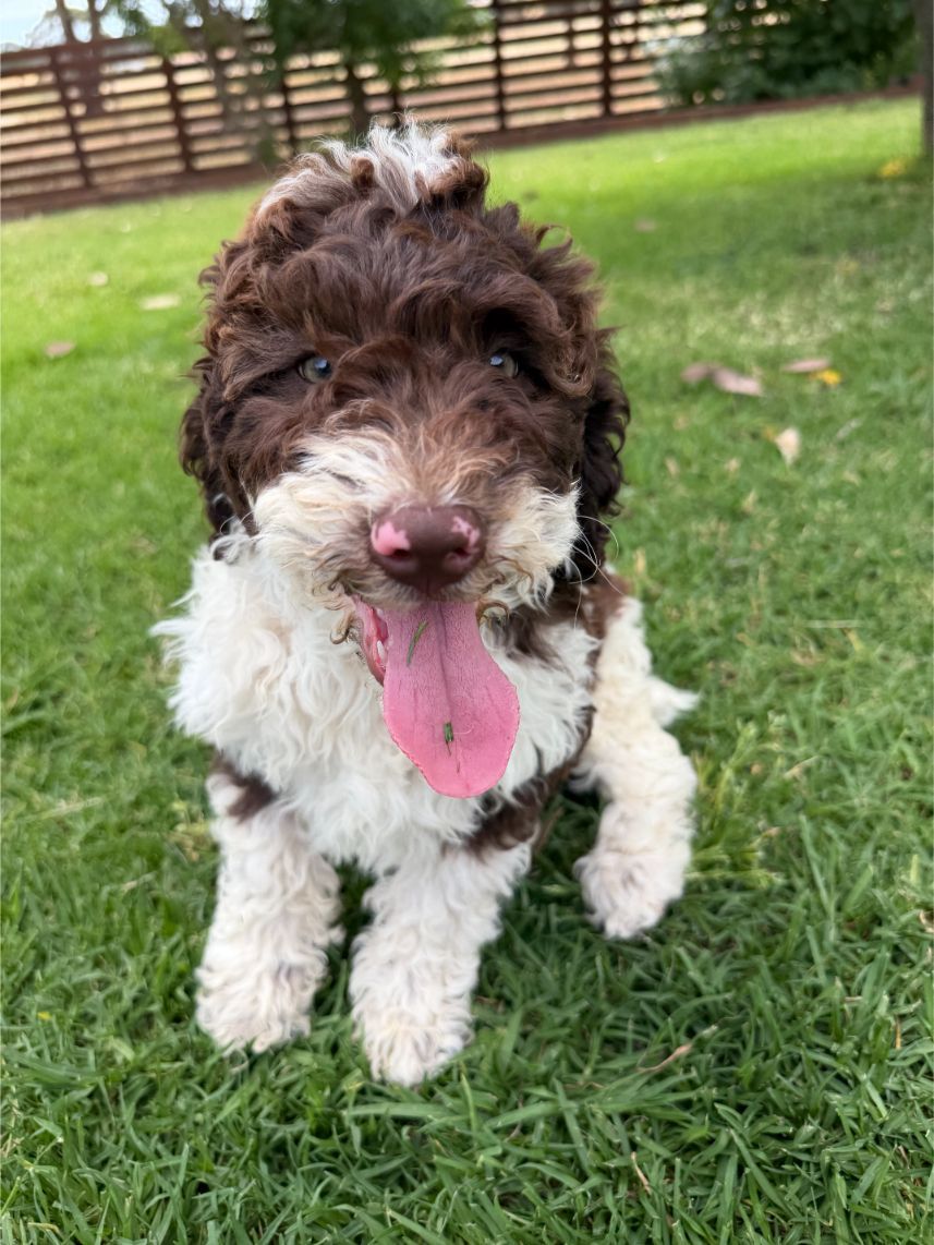 Medium Aussiedoodle Boy 7690