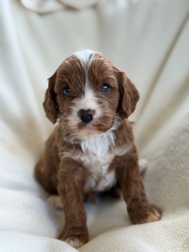 F1 Miniature Cavoodle Boy 9213