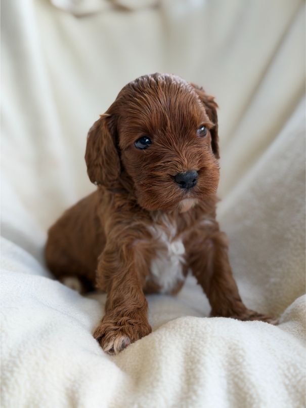 F1 Miniature Cavoodle Girl 3080