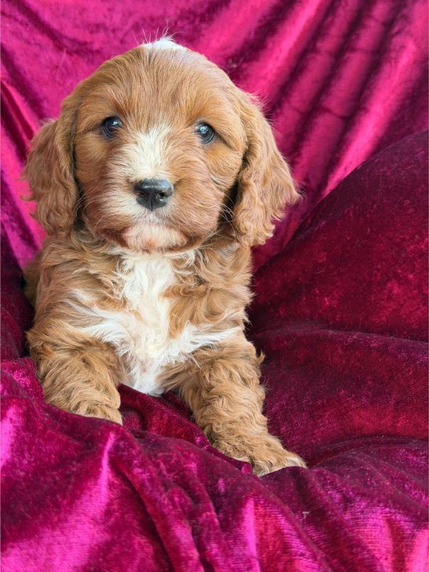 F1 Miniature Cavoodle Boy 5059