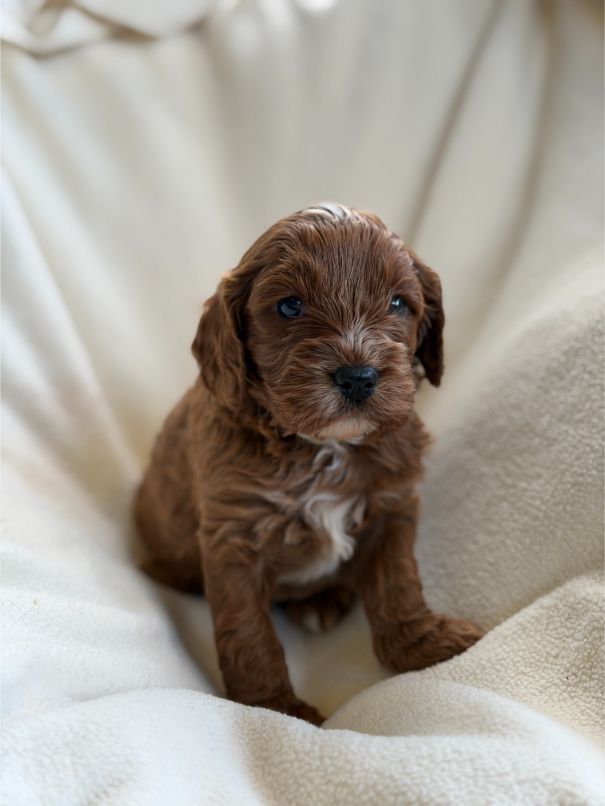 F1 Miniature Cavoodle Boy 5329