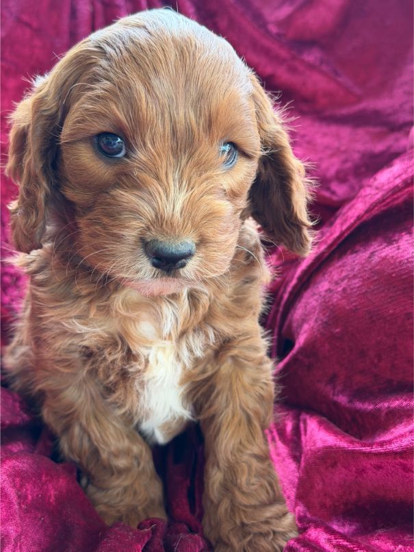 F1 Miniature Cavoodle Boy 5329