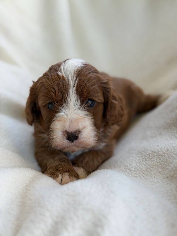 F1 Miniature Cavoodle Girl 7472