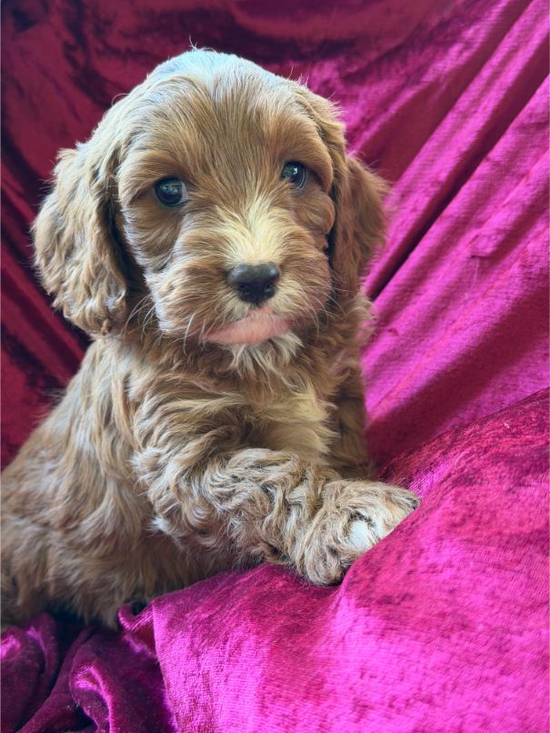 F1 Miniature Cavoodle Boy 8014
