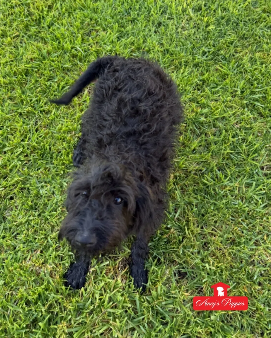 Schnoodle