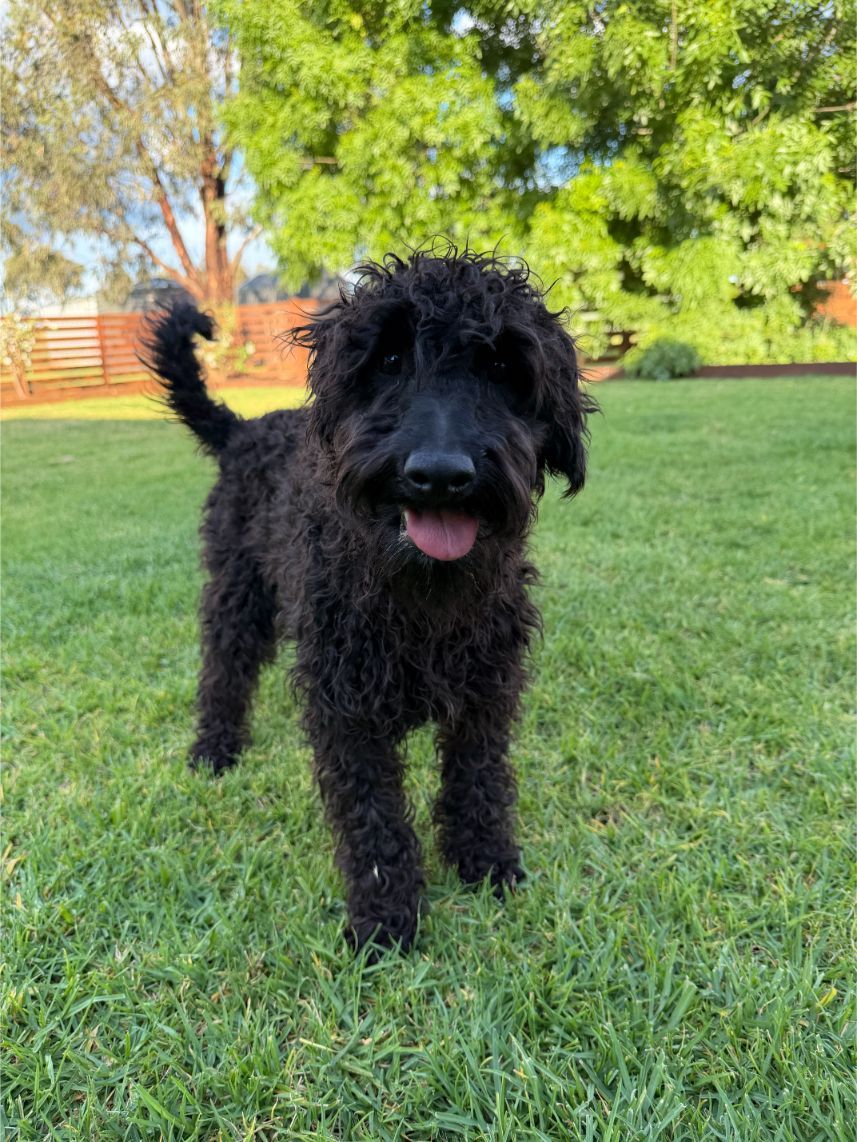 F1 Schnoodle Boy 4341