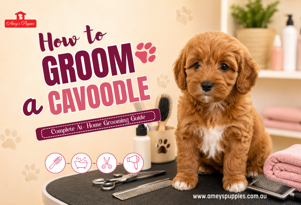 How to Groom a Cavoodle: Complete Guide | Ameys Puppies