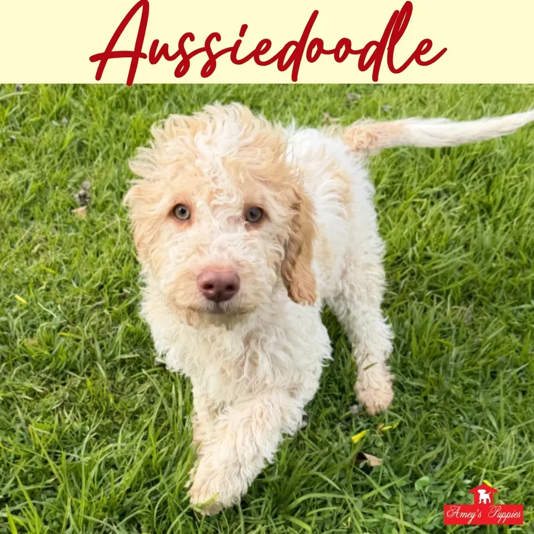 Creamy white Aussiedoodle standing on green grass, looking at the camera.