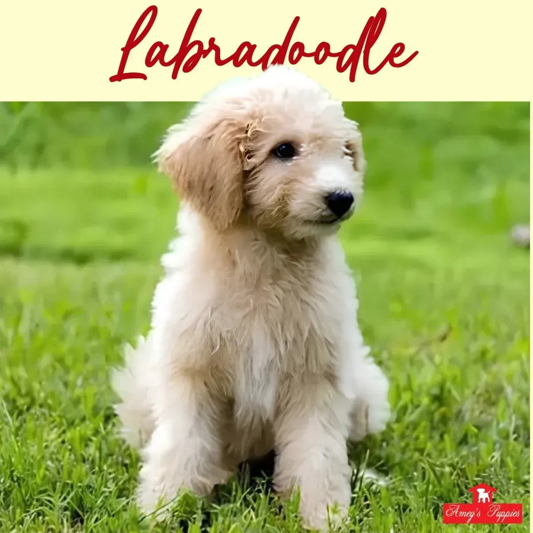 Cream-colored labradoodle lying on a soft surface, with warm blurred lights in the background.