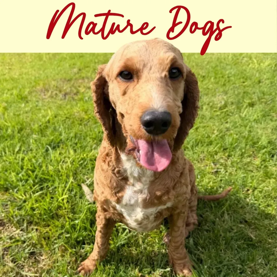 Golden retriever lying in grass, mouth open and smiling, with “Mature Dogs” text above.