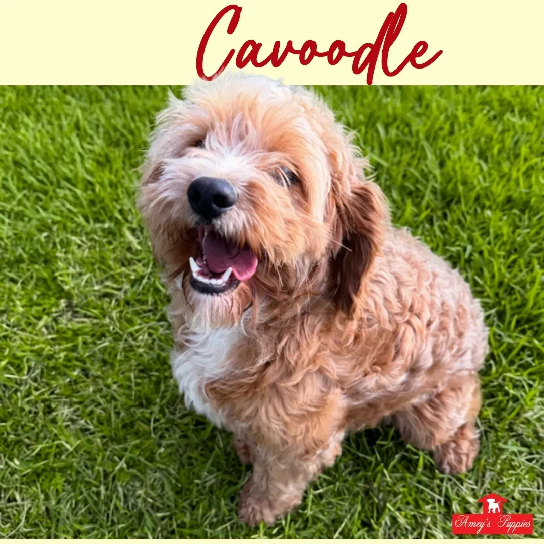 Small tan curly dog sitting on grass, looking up with mouth open, “Cavoodle” text above.