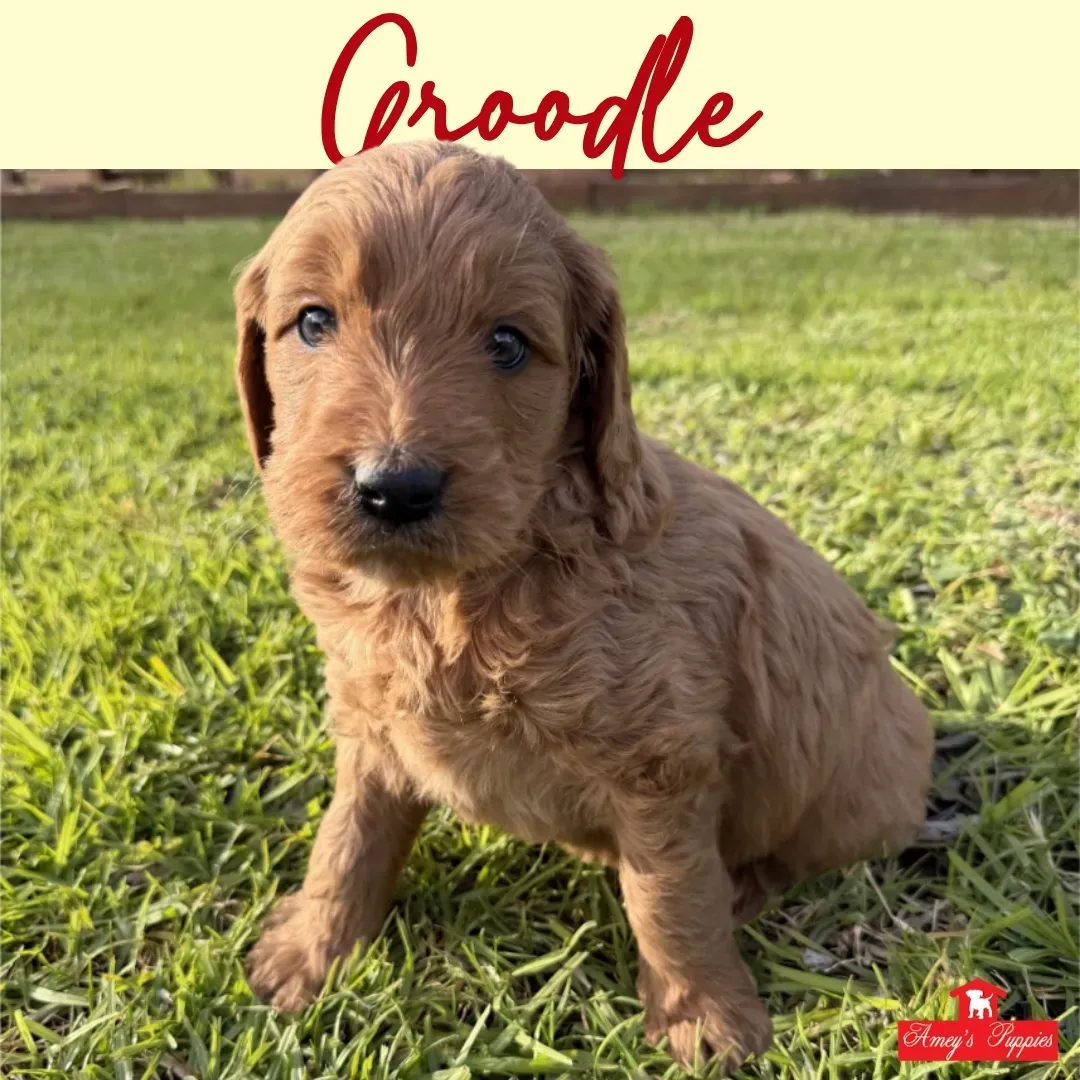 Small tan puppy sitting on grass, with the name “Groodle” at the top.