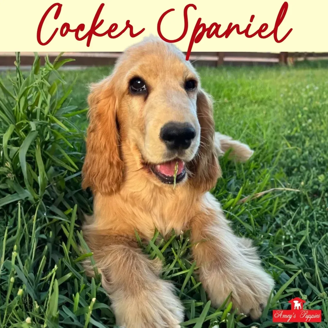 Golden cocker spaniel puppy lying in grass with “Cocker Spaniel” text above