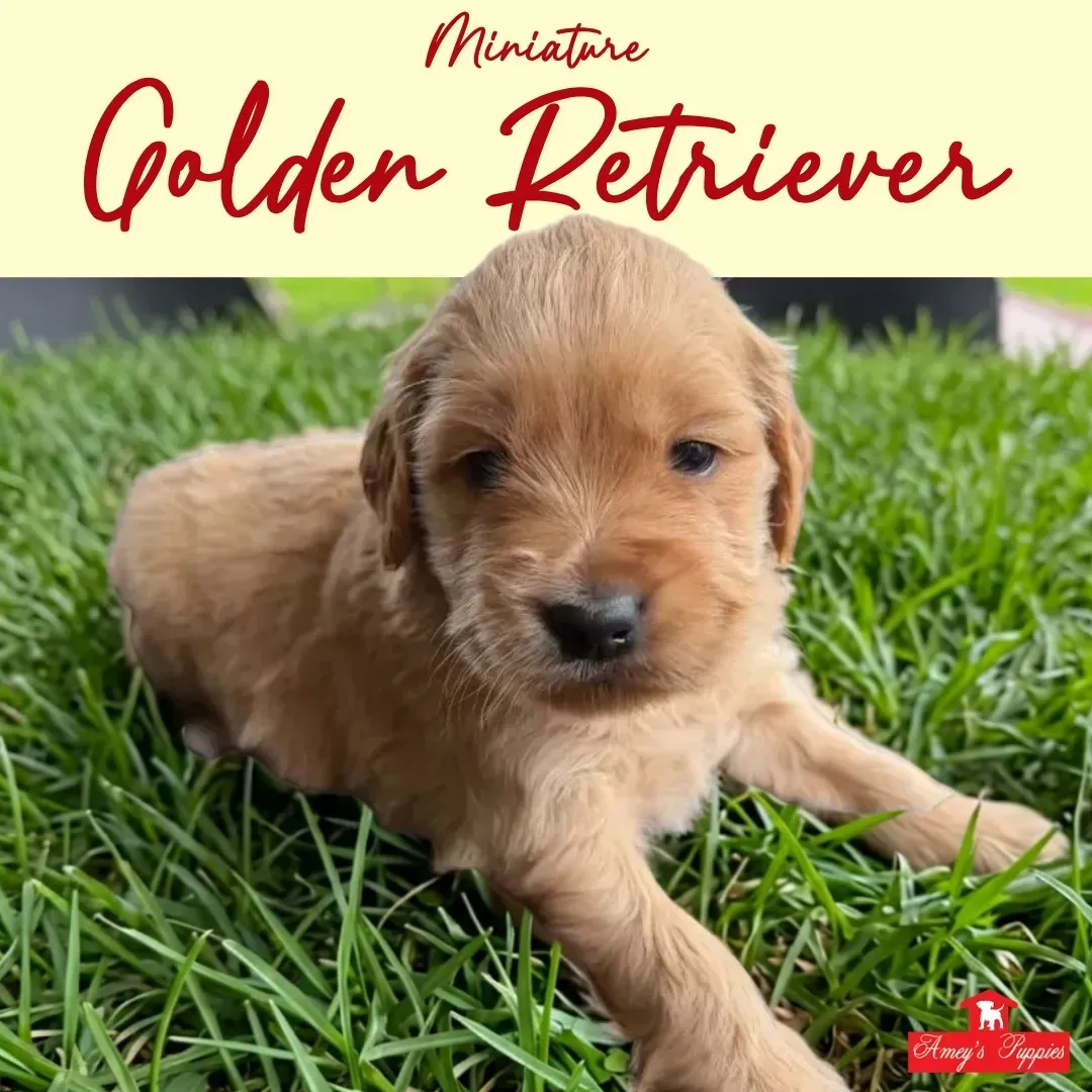 Miniature golden retriever puppy lying in green grass, looking forward with a calm expression.